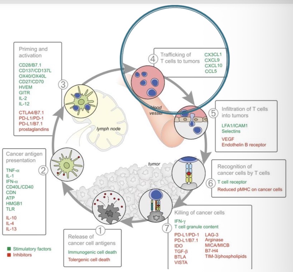 <p><span><span>aktyvuotos T ląstelės per kraujotaką migruoja link naviko, vadovaujamos dendritiniu lasteliu isskirtu chemokinų CX3CL1, CXCL9, CXCL10 ir CCL5</span></span></p>
