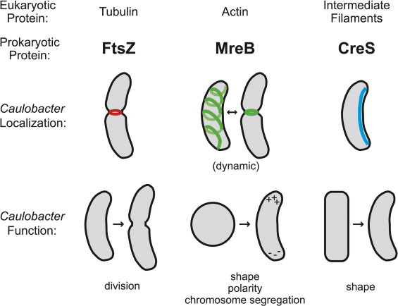 <p><strong>The membrane-spanning proteins are the link.</strong> FtsZ and MreB sit on the <strong>cytoplasmic side</strong> of the plasma membrane. They help organize protein complexes that extend through the membrane and connect to <strong>peptidoglycan-building enzymes</strong> on the other side.</p><table style="min-width: 75px;"><colgroup><col style="min-width: 25px;"><col style="min-width: 25px;"><col style="min-width: 25px;"></colgroup><tbody><tr><th colspan="1" rowspan="1"><p>Cytoskeletal protein</p></th><th colspan="1" rowspan="1"><p>Where it helps organize wall synthesis</p></th><th colspan="1" rowspan="1"><p>Result</p></th></tr><tr><td colspan="1" rowspan="1"><p><strong>FtsZ</strong></p></td><td colspan="1" rowspan="1"><p>At the future division site</p></td><td colspan="1" rowspan="1"><p>New wall forms between the two daughter cells</p></td></tr><tr><td colspan="1" rowspan="1"><p><strong>MreB</strong></p></td><td colspan="1" rowspan="1"><p>Along the sides of many rod-shaped cells</p></td><td colspan="1" rowspan="1"><p>Wall growth helps maintain an elongated shape</p></td></tr></tbody></table><p>Picture FtsZ or MreB as an <strong>inside guide</strong>: it does not reach through the membrane to build the wall itself. It helps position the machinery that builds peptidoglycan outside the membrane.</p>