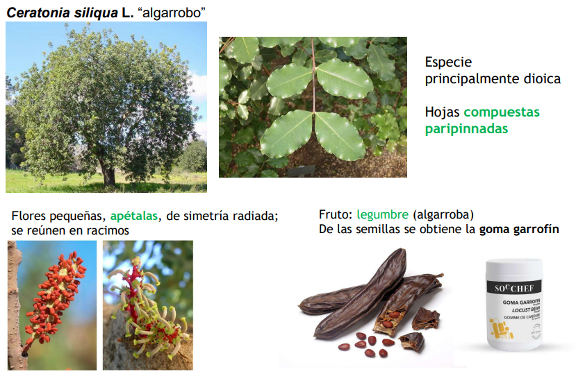 <p>Dioicas, hojas compuestas paripinnadas. Flores pequeñas, apétalas, de simetría radiada; se reúnen en racimos</p><p></p>