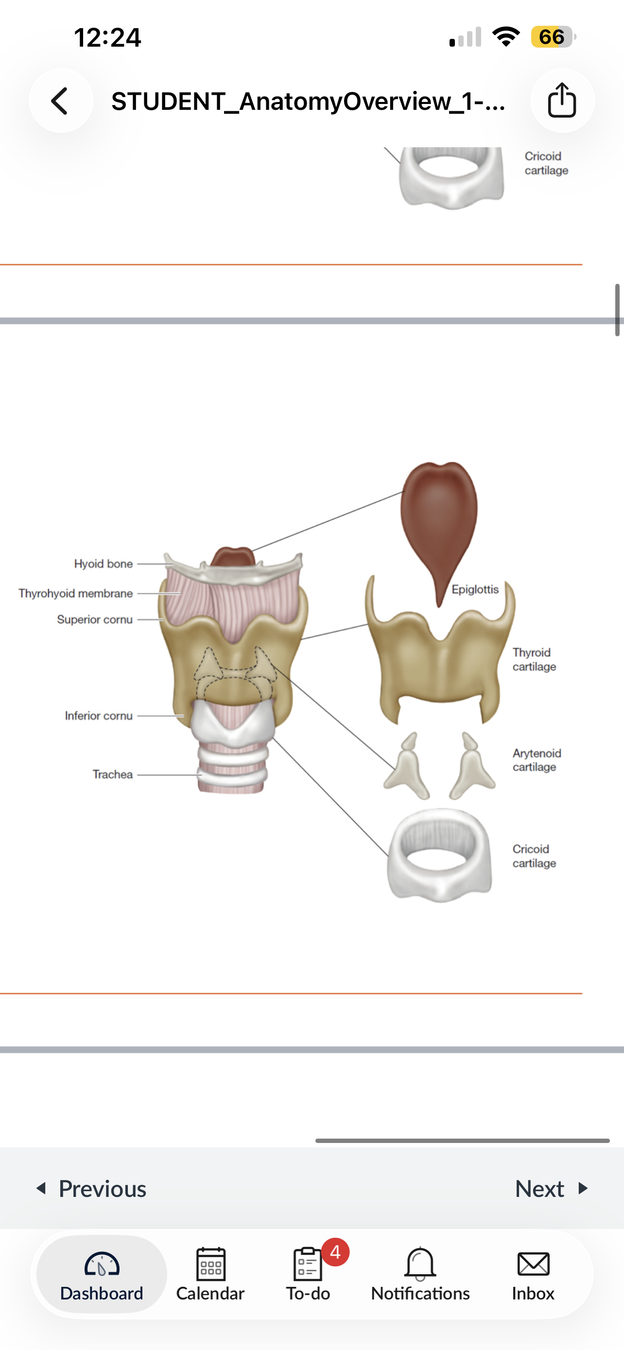 <p><strong><mark data-color="red" style="background-color: red; color: inherit;">Air valve</mark></strong> composed of cartilages, muscles, and other tissue</p><p><strong><mark data-color="red" style="background-color: red; color: inherit;">Main sound generator for speech</mark></strong></p><ul><li><p>Sits on <u>top of the trachea</u> and <u>opens into the pharynx</u></p></li><li><p><u>suspended from the hyoid bone</u> (hyoid = point of attachment for laryngeal/tongue muscles)</p></li></ul><p></p>