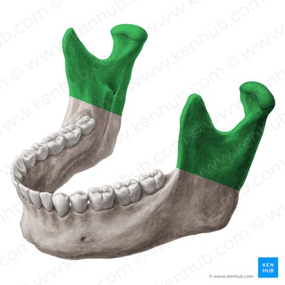 <p>a round or flattened extension from the body of a bone. for articulation </p>
