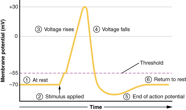 <p>steps of action potential</p>