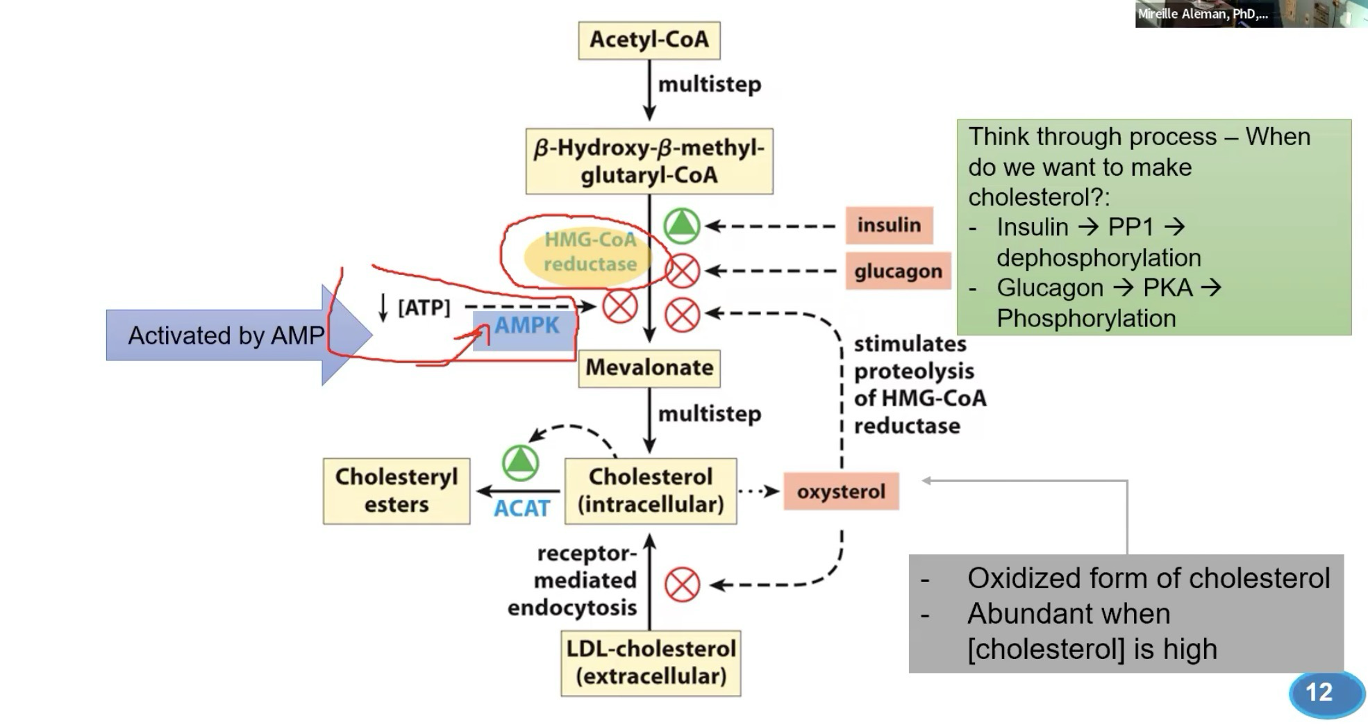 <p>Glucose-based: Insulin activates (Dephosphorylation), Glucagon inhibits (Phosphorylation)</p><p>Energy-level-based: AMP (Via AMPK) inhibits</p><p>Oxysterols: Oxidized form of cholesterol that forms due to abundance; typically inhibits but can also turn into Cholesteryl esters for storage</p><p>Receptor-mediated endocytosis: Oxysterol can inhibit cholesterol uptake into the cell (Stops LDL-cholesterol signaling)</p>