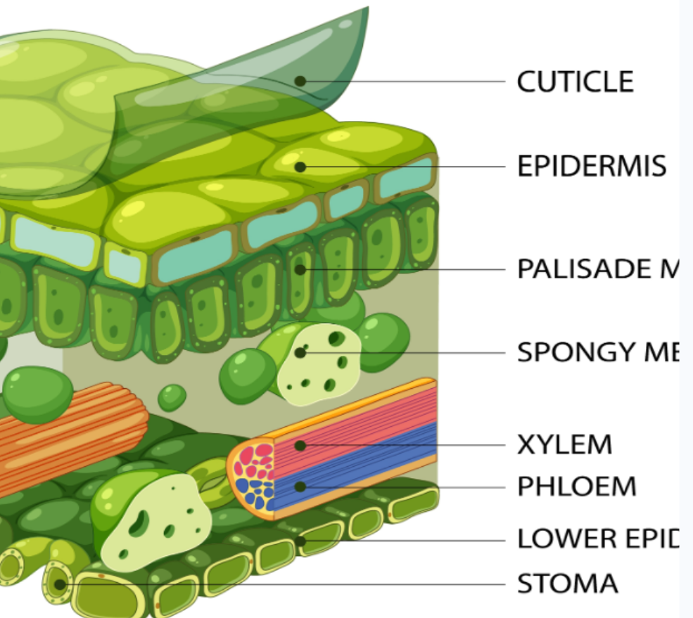 <ul><li><p>Palisade Mesophyll</p><ul><li><p>densely packed with chloroplasts for max light absorption</p></li></ul></li><li><p>Spongy Mesophyll</p><ul><li><p>loose arrangement for gas diffusion</p></li></ul></li><li><p>Stomata</p><ul><li><p>Pores regulated by guard cells to balance gas exchange and water loss (act as breathing “holes” collecting CO2</p></li></ul></li></ul><p></p>