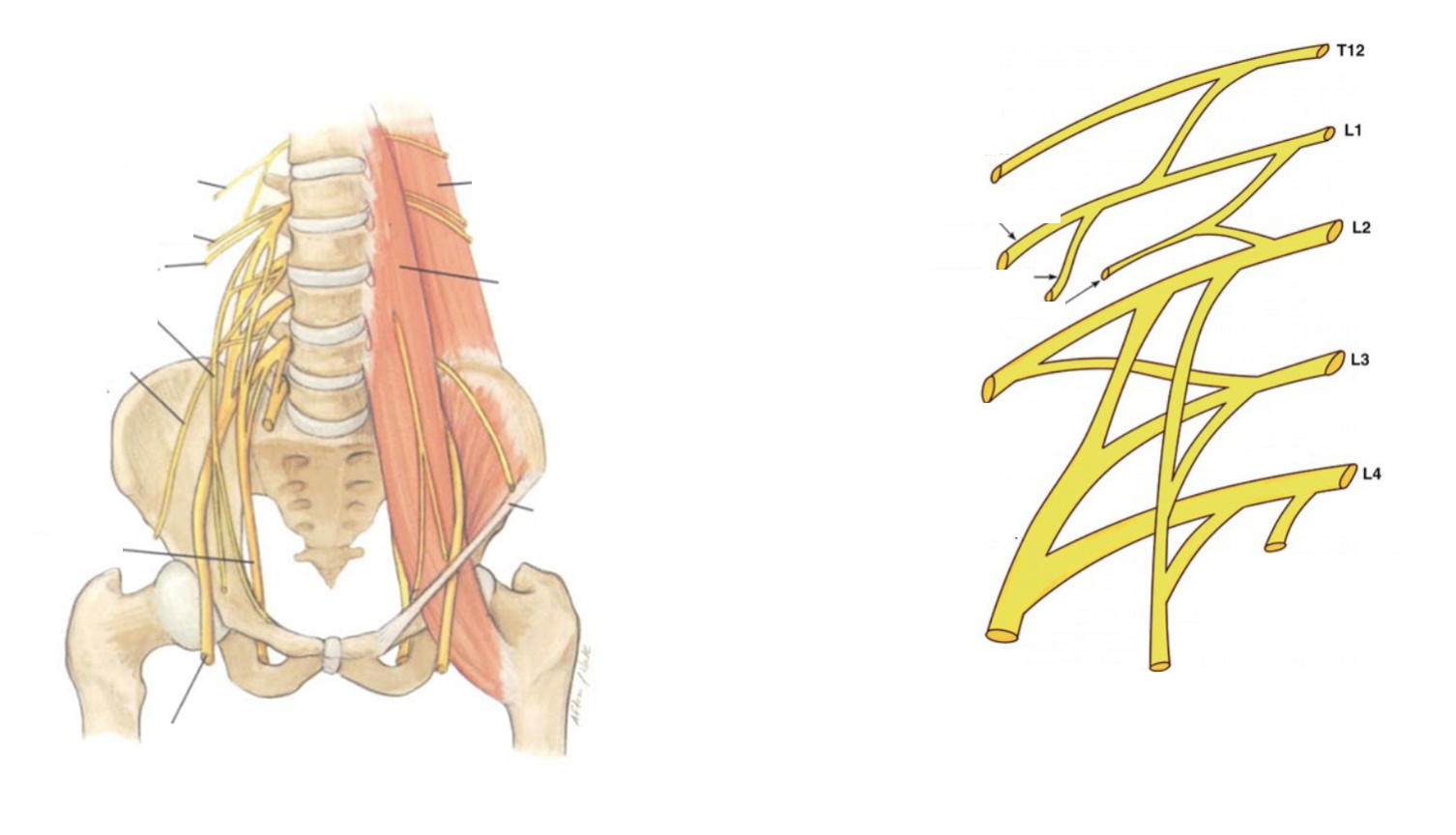 <p>Lumbar Plexus: Ventral Rami of T12-L4</p>