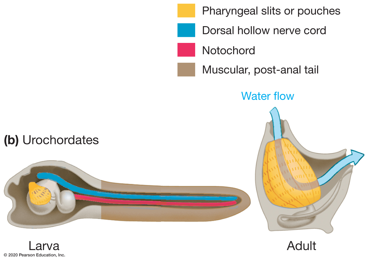 <p>What does the notochord do for Phylum Chordata, Subphylum Urochordata?</p>