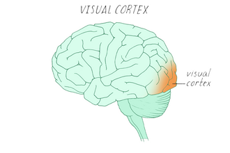 <p>Visual Cortex</p>