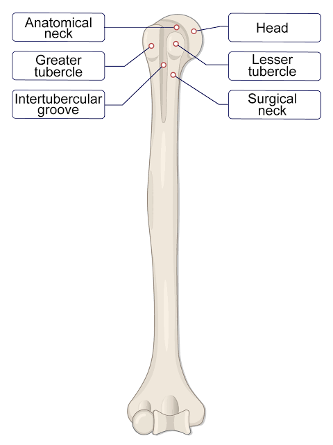 <p>A small, rounded projection on a bone that serves as an attachment site for muscles and ligaments. </p>