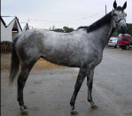 <p>Many colors<br><br>They England during the 17th-18th century<br><br>Strong quaters, long hind legs, no fleshiness in jowel</p>