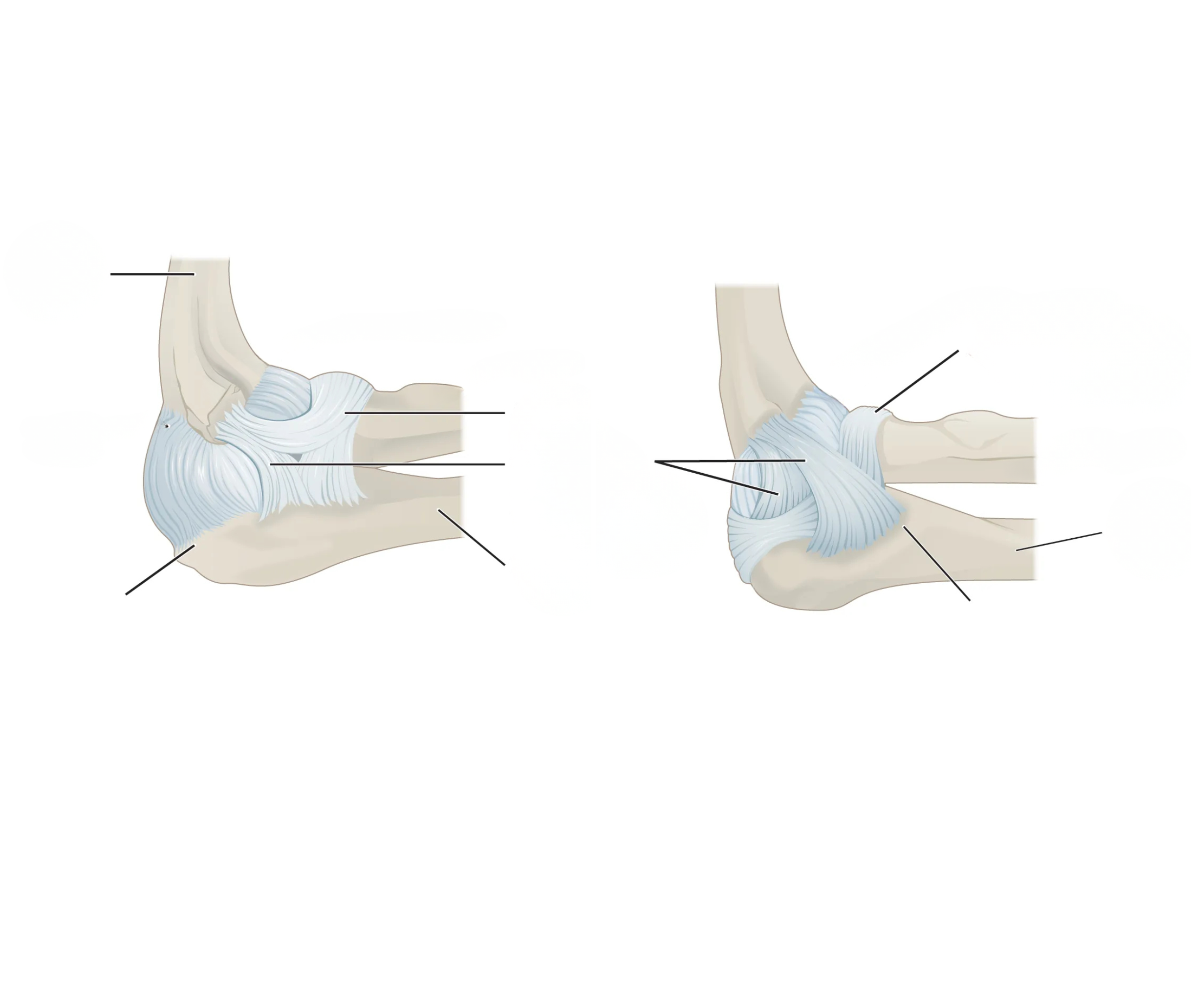 <p>Elbow Joint Model/Diagram</p>
