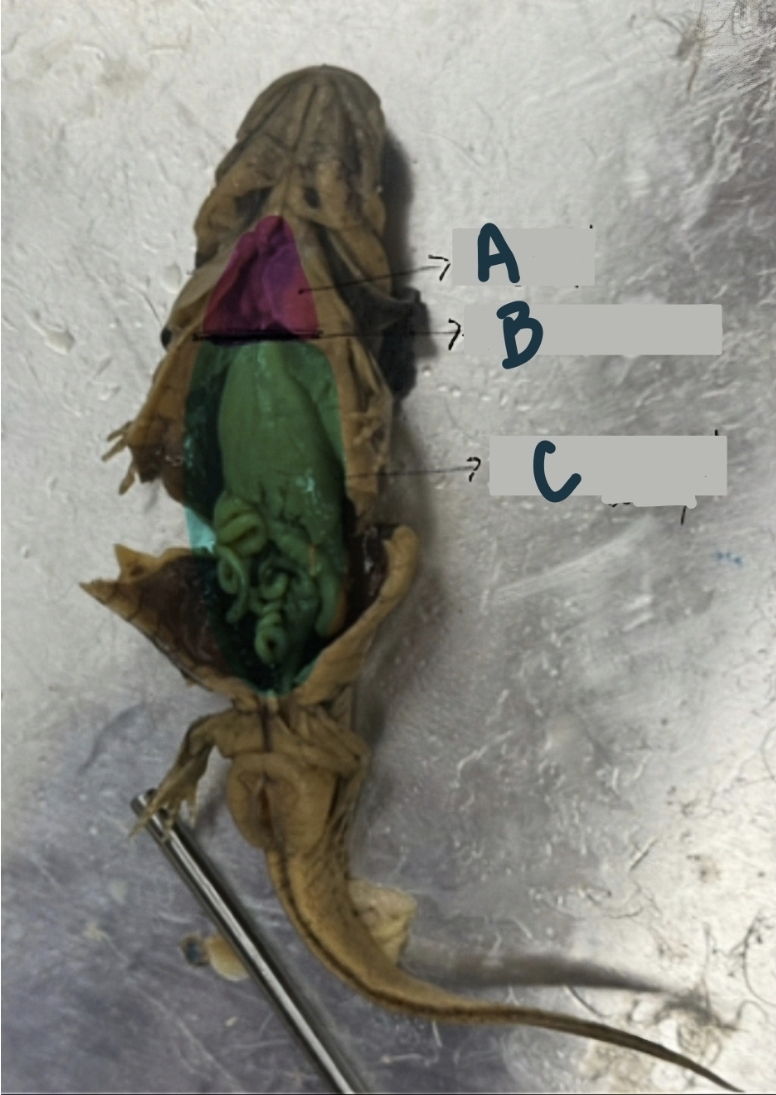 <p>B -- this is the thin line of muscle between the two body cavities</p>