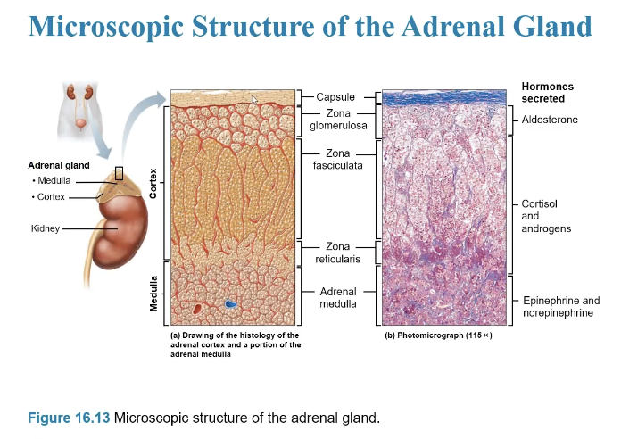 <p><u><sub><sup>The adrenal gland sits on top of the kidneys (2 glands in 1)</sup></sub></u></p><p><sub><sup>1. Adrenal Cortex: 3 layers of tissue that synthesize/secrete hormones</sup></sub></p><p><sub><sup>2. Adrenal Medulla: nervous tissue (a part of SNS)</sup></sub></p><p></p>