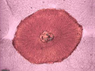 <p>What phase is this?</p>