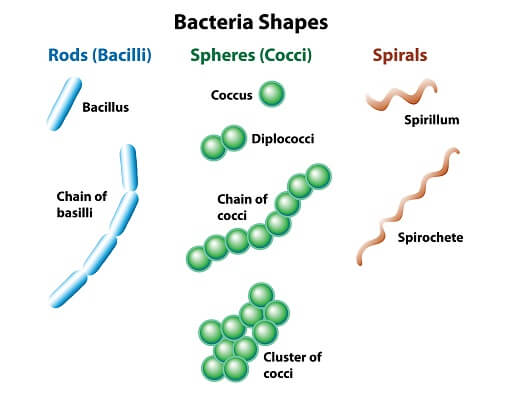 <ol><li><p><strong>Cocci</strong>: Spherical bacteria </p></li><li><p><strong>Bacili</strong>: Rod-shaped bacteria </p></li><li><p><strong>Spirilli</strong>: Spiral-shaped bacteria</p></li></ol><p></p>