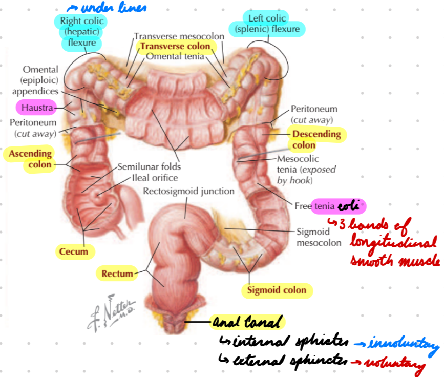 <p>Connect ileum + ascending colon</p><p>Appendix: Lymphoid tissue</p>