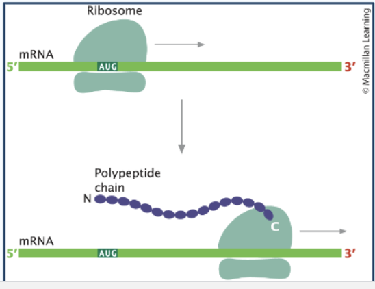 <p>Structure of ribosomes</p>