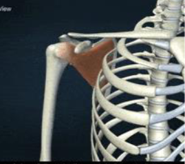 <p>shoulder internal/medial rotation</p>