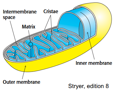 <p>The outer membrane is permeable to most small molecules and ions (contains a transport protein called porin)</p><p>The inner membrane is impermeable to nearly all ions and polar molecules. Transporters shuttle ATP, and other metabolites across the inner mitochondrial membrane.</p>