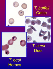 <p>What can T. equi cause in horses?</p>