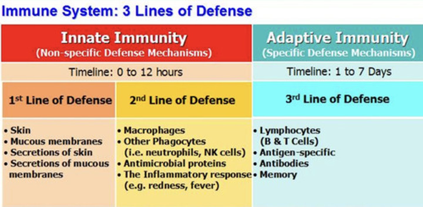 <p>B lymphocytes and T lymphocytes</p>