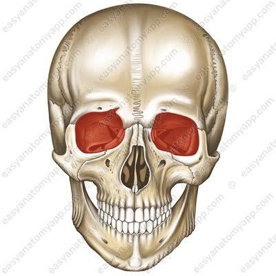 knowt flashcard image