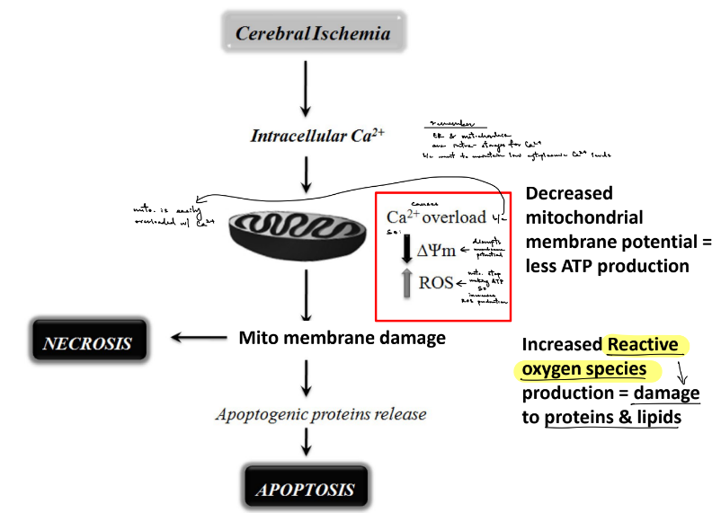 <p>Ca2+ is stored in ER and mitochondria in order to maintain a certain level of cytoplasmic Ca2+, BUT mitochondria is easily overloaded by calcium</p><p>→ SO, get <strong><u>decreased membrane potential</u> </strong>&amp; <strong><u>formation of ROS</u></strong> (b/c mitochondria stop making ATP, which increases ROS production) ← where <u>ROS damages proteins &amp; lipids</u></p><p>__</p><p>true</p><p>true</p><p>__</p><p>ROS have <strong><u>unpaired electrons</u></strong><u> that react w/ </u><strong><u>proteins, lipids, and nucleic acids</u></strong>, which <u>impairs their function</u></p><p>you can <u>slightly improve their functions</u> w/ <u>diet</u> <u>via </u><strong><u>antioxidants</u></strong>, like vitamin C and E</p>