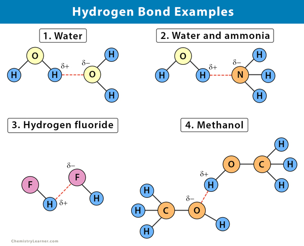 <p>A chemical bond in which a hydrogen atom of one molecule is attracted to an electronegative atom, especially a nitrogen, oxygen, or fluorine atom, usually of another molecule</p>