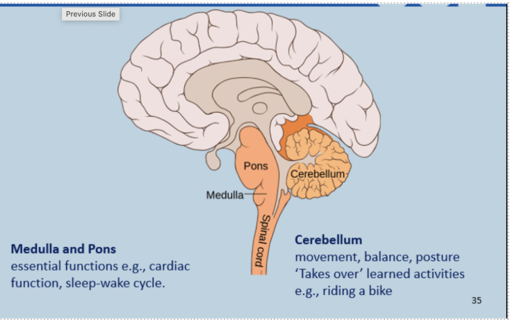 <p><span style="line-height: 32.55px;"><strong>Hindbrain Structures</strong>&nbsp;- </span><span style="line-height: 25.575px;"><strong>Cerebellum</strong>&nbsp;</span></p>