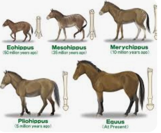 <p>How have body features of horses changed over millions of years according to fossil evidence?</p>