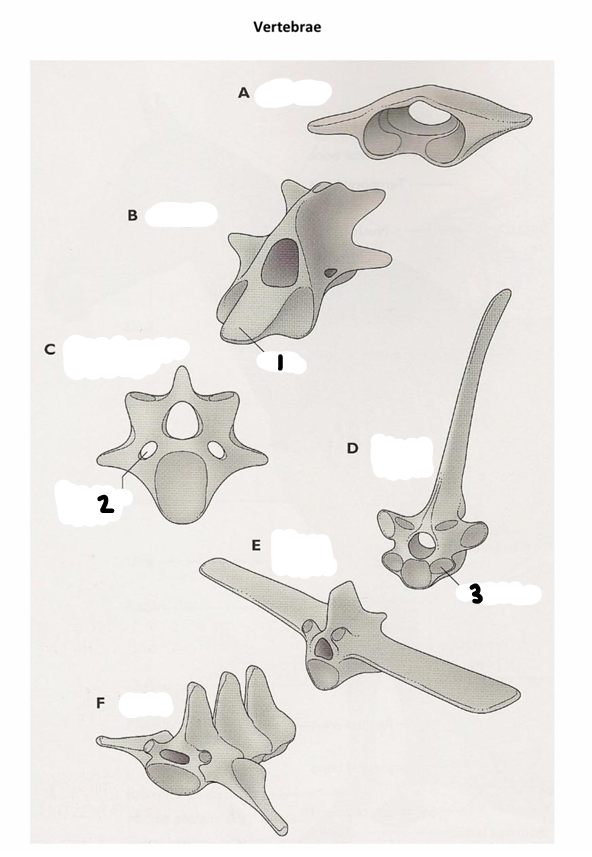 <p>letter D</p>
