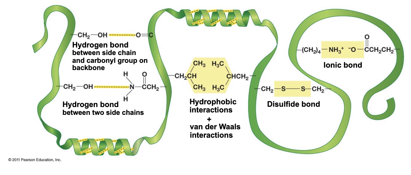 <p>Side chain interactions - basically all of the “weak” interactions</p><p>*hydrophobic interactions are the most important</p>