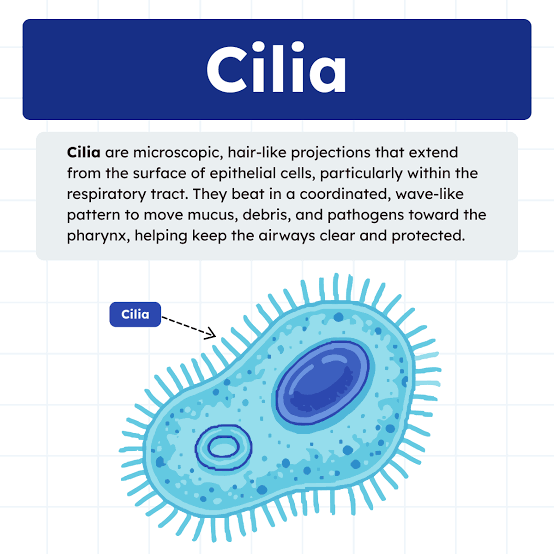 <p><strong>Cilia</strong></p>
