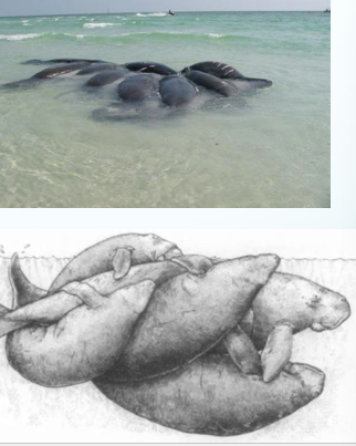 <p>sirenian reproduction behavior</p><ul><li><p>when does mating normally occur</p></li><li><p>what behavior is formed</p></li><li><p>describe mating behavior of Dugongs</p></li></ul><p></p>