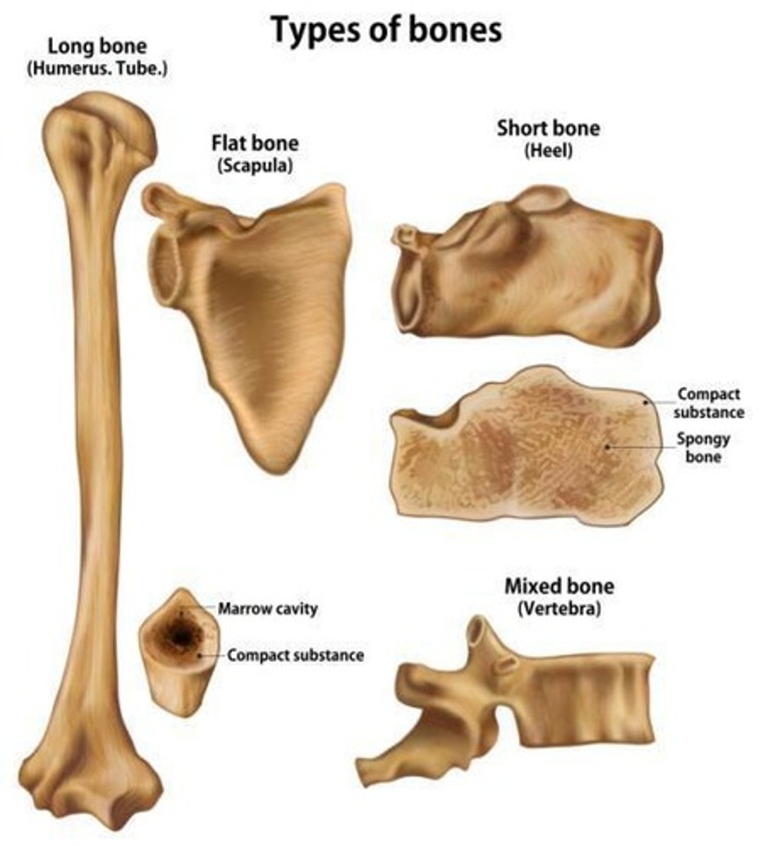 <p>Long, Short, Flat, Irregular, Sesamoid.</p>