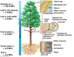<p>Movement of water from roots through the stems and leaves of plants.</p>