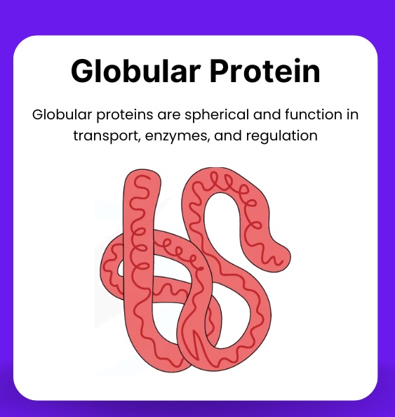 <p>A protein folded into a relatively spherical shape, usually water-soluble and metabolically active, like enzymes and haemoglobin.</p>