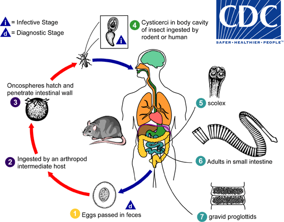 <ul><li><p>Indirect life cycle (requires intermediate host)</p></li></ul><ol><li><p>Eggs passed in rat feces</p></li><li><p>Ingestion by arthropods (grain beetles, fleas, or flour beetles)</p></li><li><p>Larva develops into cysticercoid inside insect</p></li><li><p>Rat (or human accidentally) eats infected insect</p></li><li><p>Larva develops into adult worm in intestine</p></li></ol><p></p>
