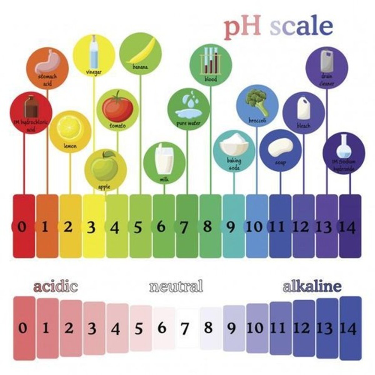 <p>The pH scale ranges from 0 to 14.</p>