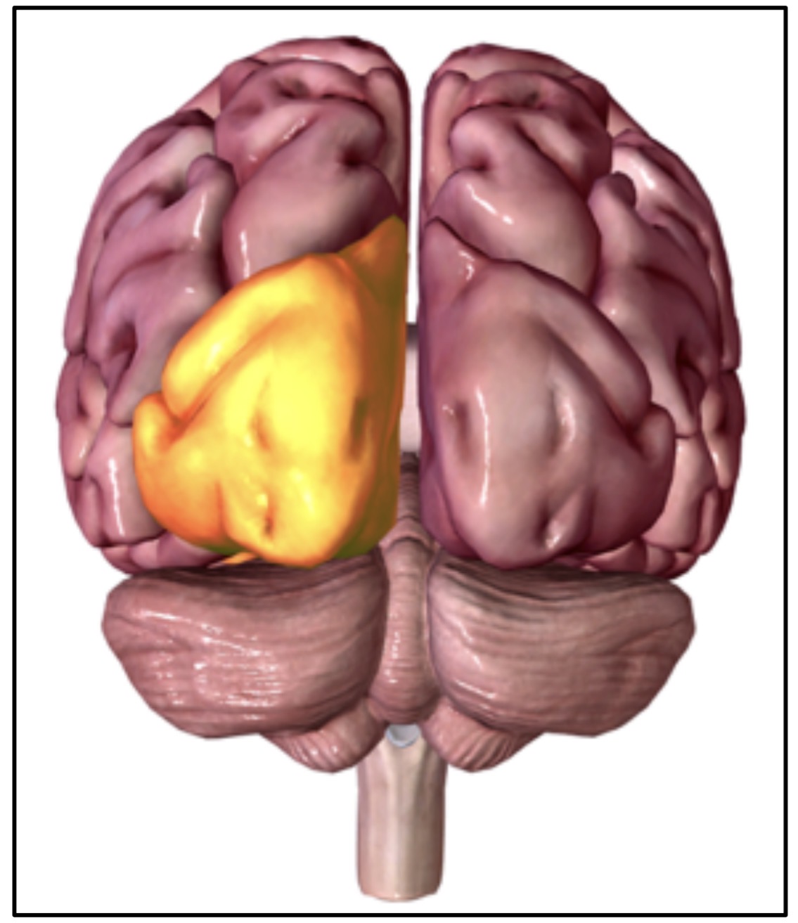 <p>Back of the brain, below the parietal lobe and above the cerebellum </p>