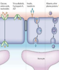 <p>_____________ drug molecules pass through the BBB through transport proteins (glucose, amino acids), receptor-mediated transcytosis (insulin), and adsorptive transcytosis (albumin)</p>