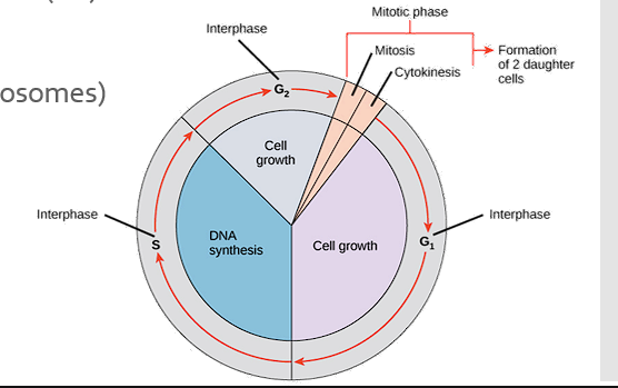 <ul><li><p>Mitosis (division of chromosomes)</p></li><li><p>Cytokinesis (cell division)</p></li></ul><p></p>