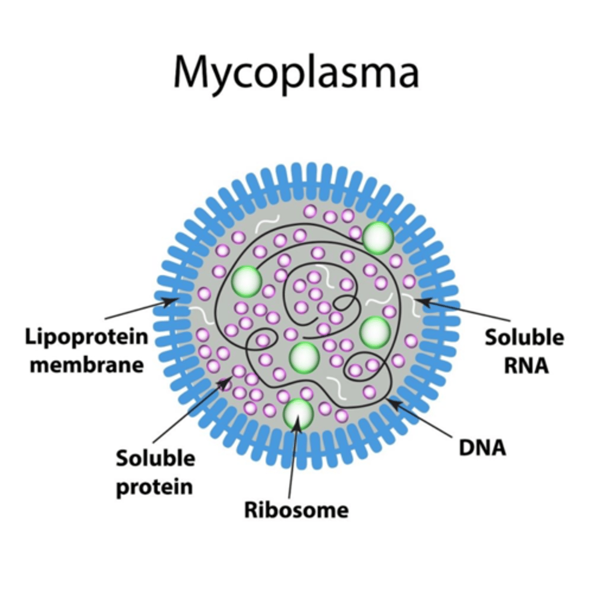 <p>Bacteria that completely lack a cell wall.</p>