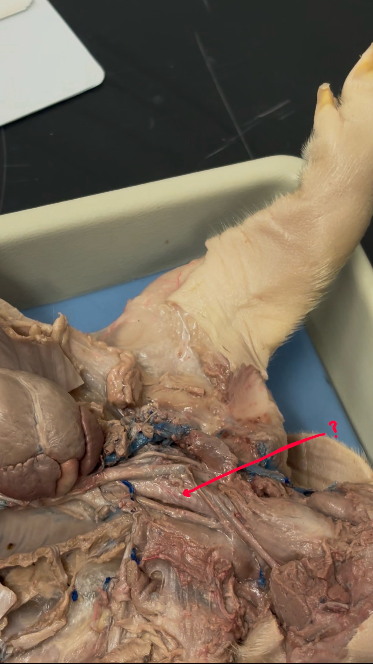 <p>What is the red line pointing to? What is the purpose?</p>