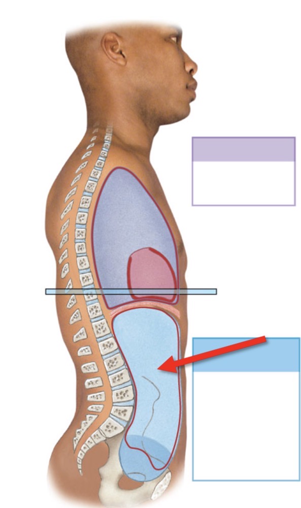 <p>Name the body cavity</p>