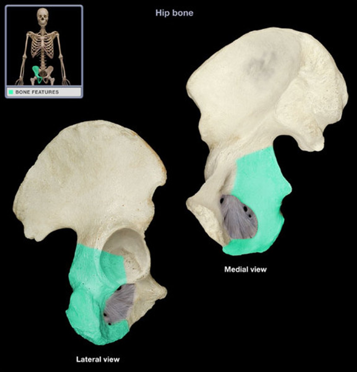 <p>pelvis - lateral</p>