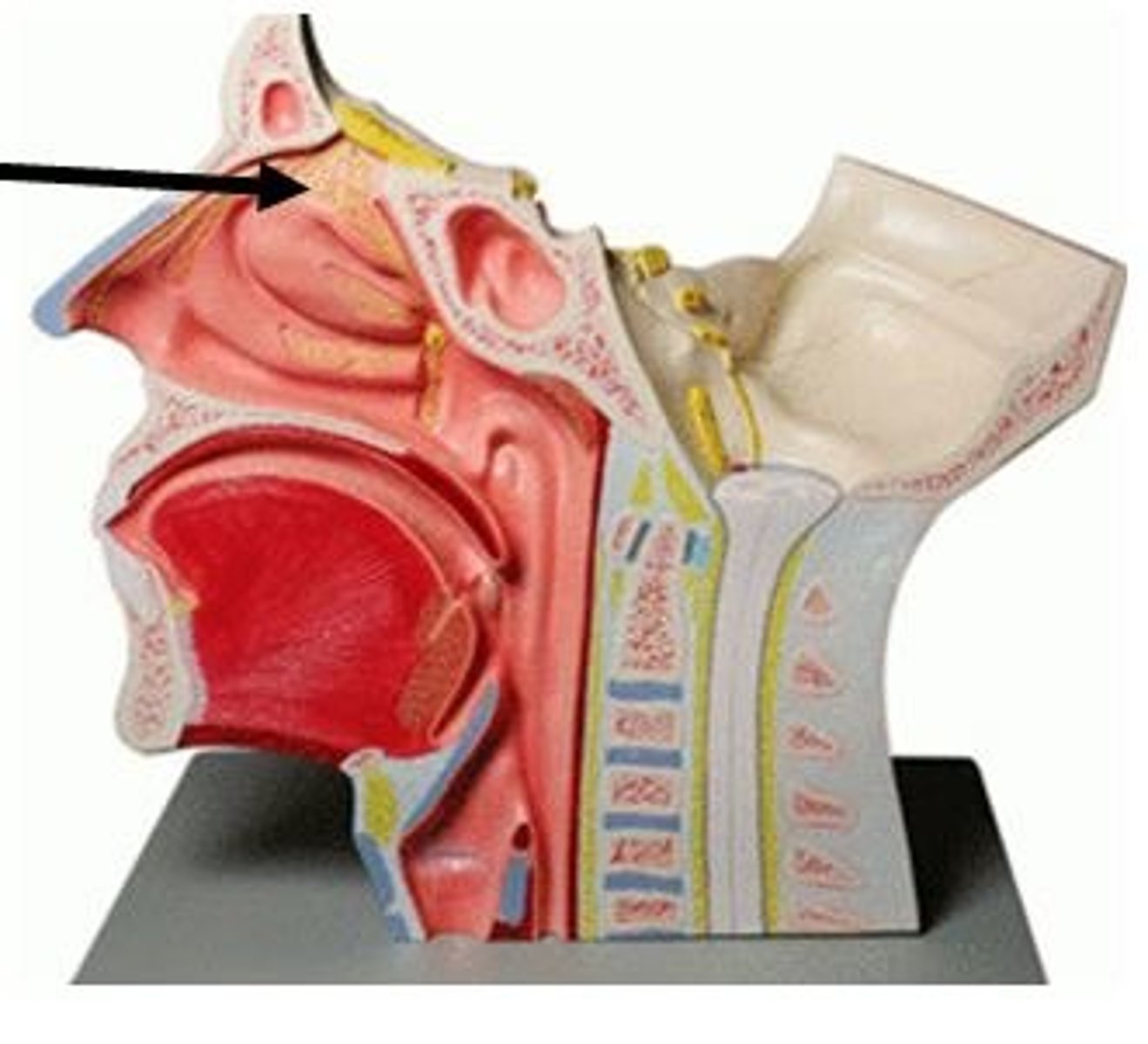 <p>Identify the name and number of this cranial nerve.</p>