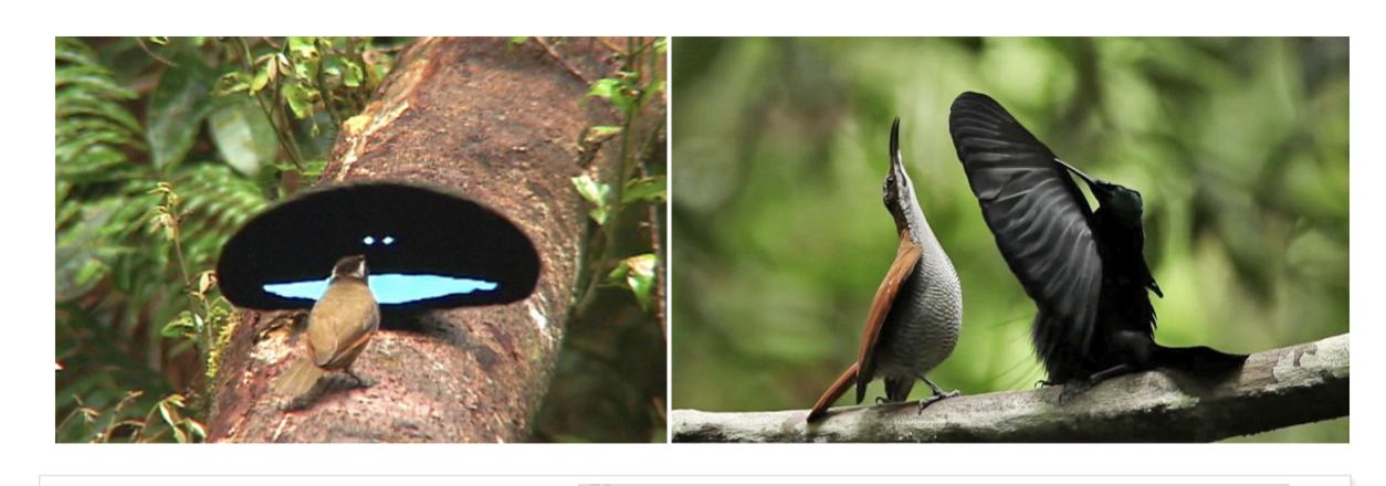 <p><span>• Selection of traits that increase mating success<br>• Often leads to sexual dimorphism<br>• Two types: Intrasexual selection &amp; Intersexual selection</span></p>