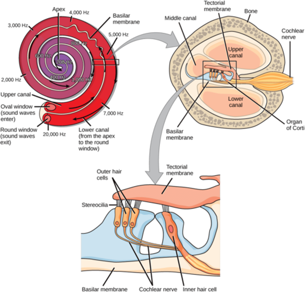<p>C) otoacoustic emission</p><p>EXPLANATION</p><p>The otoacoustic emission objectively registers the low intensity sounds at the external ear canal, that have been produced by the outer hair cells.</p>