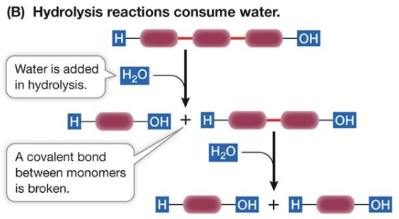 <p>An enzyme-assisted reaction where water is <strong>added </strong>to a covalent bond, splitting it.</p>