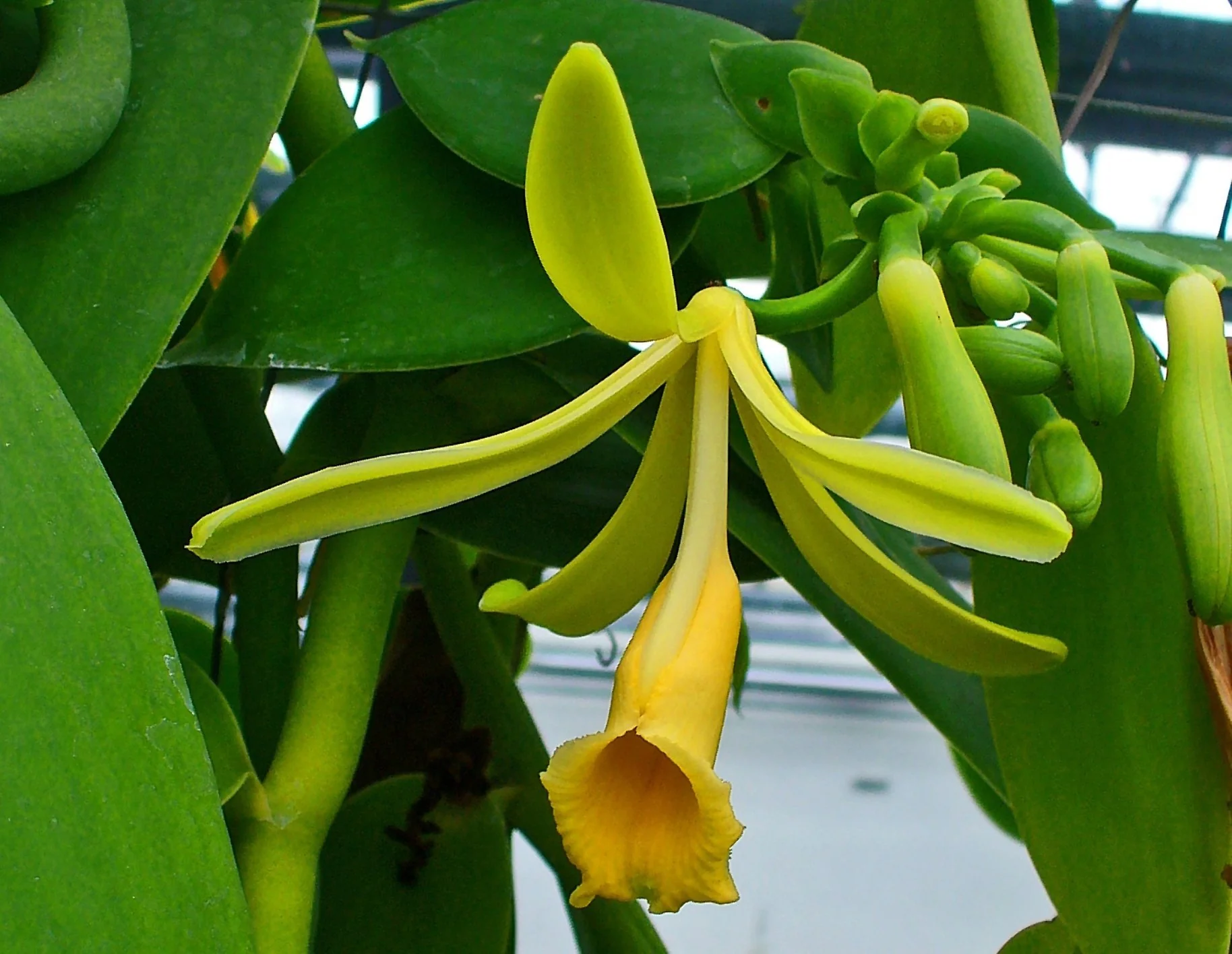<p><strong>Common Name</strong>: <span style="background-color: transparent;">Vanilla, vanilla orchid</span></p><p><strong>Parts Used</strong>: <strong>Pods (fruits/beans)</strong>; leaves, stems, flowers</p><p><strong>Use/s</strong>: Antioxidant, antimicrobial, sedative/anxiolytic (scent)</p><p><strong>Major Metabolites</strong>: <strong>Vanillin (aldehyde-containing glycosides)</strong>; phenolic compounds, flavonoids</p>